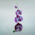 Swarovski Kristal | Crystal Paradise | Orchideeën 5243561